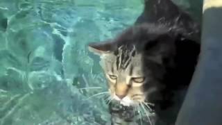 CAT swimming like a BOSS [upl. by Lorrayne]