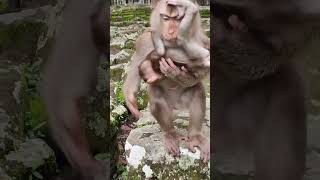 Monkeyeating SO lovely🐒 😻 💐AG3 shorts animals viral shortsvideo youtubeshorts monkeys [upl. by Hploda]