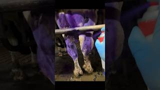 Im Testing a Wound Healing Spray on Cows 🐄 [upl. by Yroj]