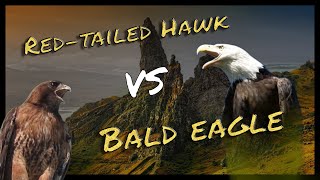 The Calls of the Bald Eagle and Redtailed Hawk [upl. by Magnuson]