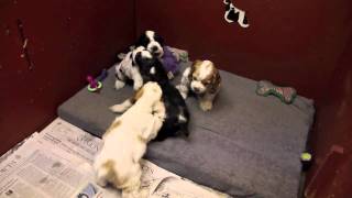 6 week old Cocker Spaniel puppies playing [upl. by Jeanelle918]