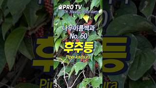 후추등 이름 유래 후추등 Piperkadsura 난대숲 [upl. by Assil]