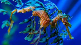 Facts The Leafy Seadragon [upl. by Nevram658]