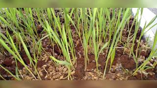 HOW TO GROW WHEAT GRASSTIPS IN TAMIL [upl. by Eadwine]