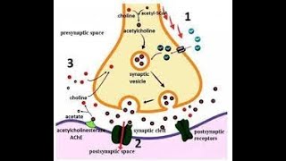 Acetylcholine Synthesis amp Transport [upl. by Cleodal745]