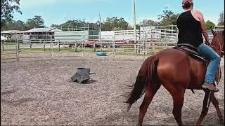 Caboolture Horse Sale quotDiggerquot [upl. by Dustman135]