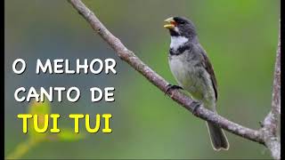 O MELHOR CANTO DE TUI TUI ZEL ZEL POR 10 HORAS [upl. by Aihselat]