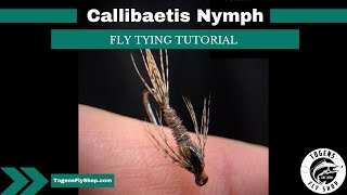 Callibaetis Nymph  Fly Tying Tutorial [upl. by Emarie]