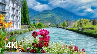 The Magnificent Blooms Of Spring In Interlaken The City Between Two Lakes 🇨🇭 Switzerland 4K [upl. by Lewap]