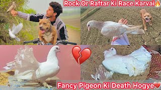 Fancy Pigeon Ki Death Hogye💔Ab Uska Bacho Ka Kya hoga😢 Ambully Vs Pigeon Race Karvai 🕊️🐶 [upl. by Niret]