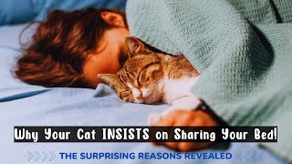 Why Your Cat INSISTS on Sharing Your Bed The Surprising Reasons Revealed [upl. by Kitty762]