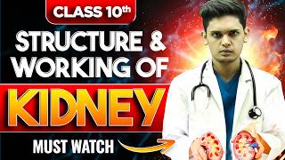 Structure and Working Of Kidney  Life Process  Biology class 10  Prashant Kirad [upl. by Adlihtam]