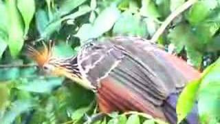 Hoatzin Bird in the Amazon [upl. by Etienne]