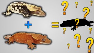 My 2024 Crested Gecko Breeding Pairs [upl. by Rodi254]