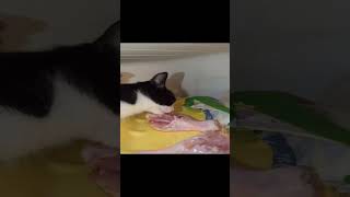 Gato Comiendo Carne ™ brawlstars [upl. by Philomena46]