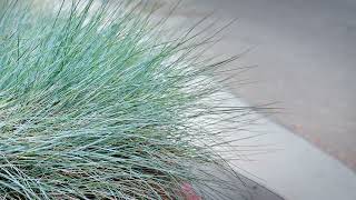 BLUE FESCUE Festuca cinerea [upl. by Eneliak]