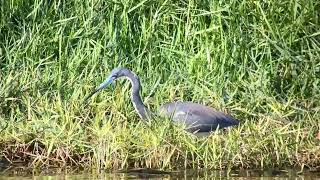 aigrette tricolore tricolored heron egretta tricolor Floride avril 2024 [upl. by Leontyne]