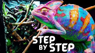 DIY Chameleon Pet Setup  Bioactive Panther Chameleon Setup [upl. by Htezzil817]