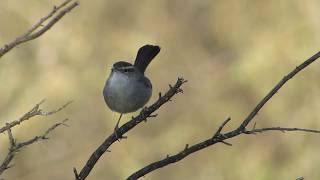 Bewicks Wren Scold Call And Display  San Jose California January 2019 [upl. by Amre]