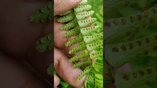 Sporophyll of Pteridophyte Fern Plant kingdom NEETSporophyll [upl. by Lyred]