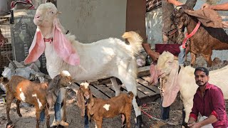 ANGREZ son Hyderabadi goats breedline a1quality gulabi in hyderabad [upl. by Dnalra307]