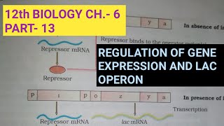 Y1112 Biology Introduction to Gene Expression [upl. by Refynnej653]