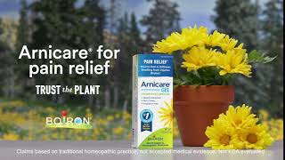 Arnica and Venus Plant  Arnica Montana for Pain Relief [upl. by Arykat292]