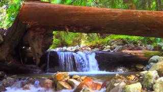 741hz Solfeggio Frequency  Consciousness Expansion  Redwood Waterfall [upl. by Ztirf]