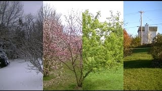 Seasons Timelapse Winter Spring Summer Fall [upl. by Mayor539]