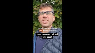 Did conkers help win the First World War [upl. by Dehnel905]