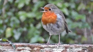 Robin Bird Chirping and Singing  Song of Robin Red Breast Birds  Robins [upl. by Asilav]