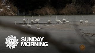 Nature Trumpeter swans [upl. by Ardiek]