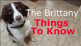 So You Want a Brittany Spaniel Knowing These 3 Things Could Make You A Better Brittany Dog Owner [upl. by Idnar]