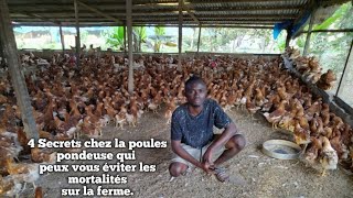 4 Secret chez les poules pondeuses que vous ignorez  Comment disposer les pondoirs dans une ferme [upl. by Lulu528]