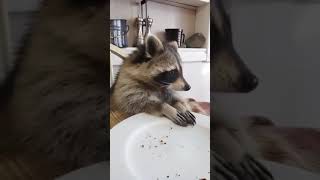 Funny animal videos raccoon [upl. by Westley]