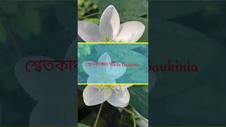 শ্বেতকাঞ্চন ফুুল  White Bauhinia Flower [upl. by Ecirrehs]