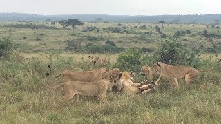 Group Of Female Lions Fight Male Lion [upl. by Casaleggio]