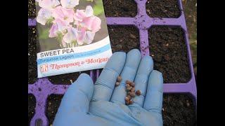 How we sow sweet peas seeds [upl. by Bow]