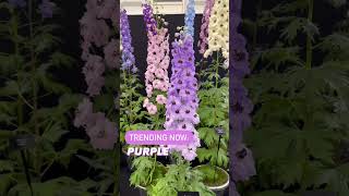 QVC at the RHS Chelsea Flower Show 2024 [upl. by Laureen944]