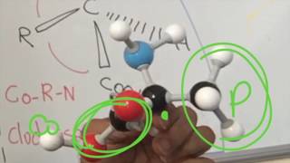 Acylation and Esterification of Amino Acids [upl. by Akemed]