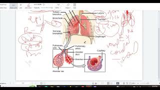 RESPIRATION INTRODUCTION  VENTILATION  STRUCTURE OF RESPIRATORY SYSTEM CLASS 11 BIOLOGY SINDH [upl. by Caria672]