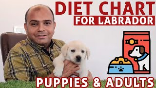 Diet Chart Labrador Retriever Full Day of Feeding Puppy amp Adult Dog  Pet Food  Baadal Bhandaari [upl. by Lynde]