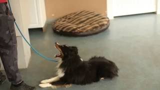 Dogs Who Serve Teddy the Sheltie Utah Service Dog Training [upl. by Gladstone]