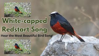 Whitecapped restart song Hear the Most Beautiful Bird Song Enchanting Sound of Water Redstart [upl. by Elene]