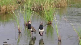 Southern Lapwings on Bonaire [upl. by Richmond]