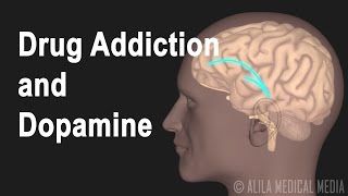 Mechanism of Drug Addiction in the Brain Animation [upl. by Ennagrom]