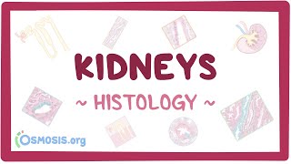 Kidneys Histology [upl. by Kendricks48]