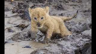 Tiny lion cub is afraid to go down a hill Kenya [upl. by Jaquenette952]