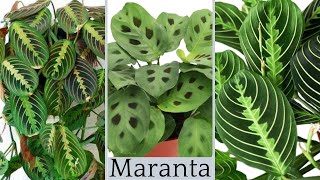 The secret of Maranta Houseplant Care  Maranta Leuconeura Varieties Most Types of Prayer Plants [upl. by Arek45]