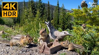 Cat and Dog TV 🐱 8Hour 🐶 4K 📺 Chipmunks Squirrels Birds in the Mountains [upl. by Manly]